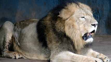 Fototapeta premium King of the jungle, lion roars 