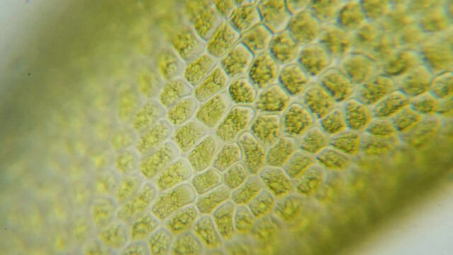 Chloroplast under a microscope. Chloroplasts in plant cells. Cell structure view of leaf surface showing plant cells under microscope for education. Green plant cells under microscope. GMO. DNA.