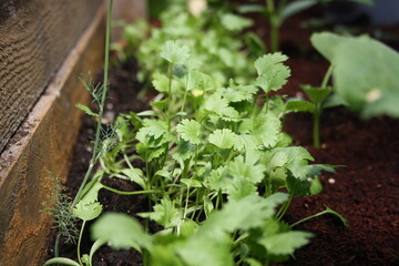 green vegetables grow in the garden