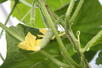 green vegetables grow in the garden
