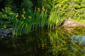 Obraz na płótnie Canvas Beautiful pond in evergreen landscaped garden. Along the stone shores grow aquatic and evergreen plants. Yellow flowers Iris pseudacorus (yellow flag, yellow iris) are reflected in greenish water.