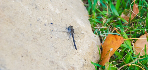 Close-up of a dragonfly landing on a stone