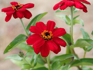 Obraz premium (Zinnia angustifolia) Narrowleaf zinnia. Close up of red flower head 