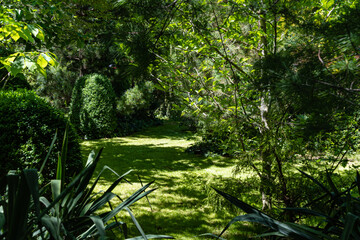 Boxwood Buxus sempervirens or European box in evergreen landscaped garden. Boxwood Alley on sunny summer day. Trimmed boxwood Buxus sempervirens shrubs with light green foliage. Place for your text.