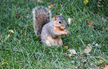Young Hungry Squirrels