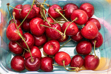 Ripe sweet cherries ready to be eaten