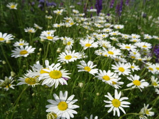 Leucanthemum vulgare, commonly known as the ox-eye daisy, oxeye daisy, dog daisy.