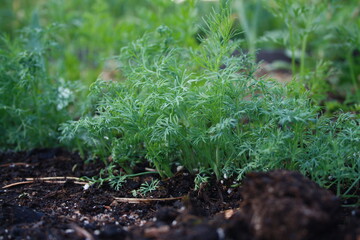 green vegetables grow in the garden
