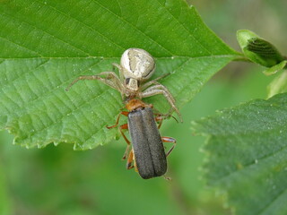 Xysticus ulmi, the swamp crab spider with victim on the green leaf.