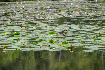 Nuphar pumila flowering in a pond