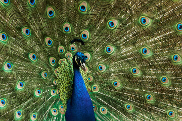 Obraz premium Indian peafowl (Pavo cristatus) with wide spread tail feathers