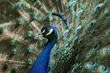 Obraz premium Close-up portrait of an Indian blue peafowl (Pavo cristatus) with spread wings