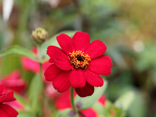 (Zinnia angustifolia) Narrowleaf zinnia. Close up of red flower head 