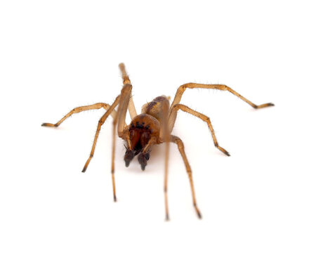 Yellow sac spider isolated on white background, Cheiracanthium punctorium