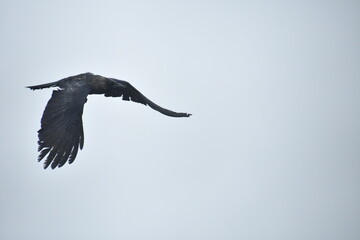 flying seagull in flight