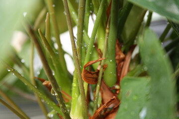green leaves of indoor plants