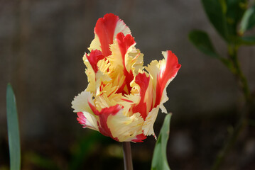 tulipe au printemps 