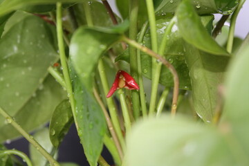 green leaves of indoor plants