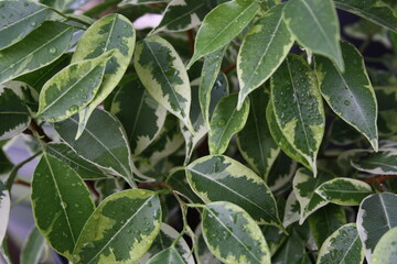 green leaves of indoor plants