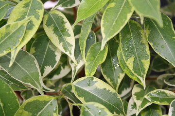 green leaves of indoor plants