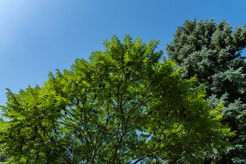 Rhus typhina (Staghorn sumac, Anacardiaceae) tree. Young green carved leaves on branches of Staghorn sumac on background of blue Christmas tree and blue sky. Atmosphere of peace of happiness and love.