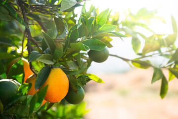 Close up of orange trees in the garden, selective focus