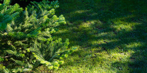 Abies koreana fir in evergreen garden. Branch with bright green needles on young shoots on background of green mowed grass. Close-up. Atmosphere of happiness and love. Nature concept for design.