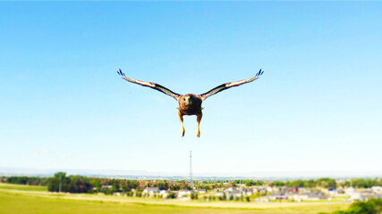 Hawk Flying Forward with Wings Spread and Talons Down Over Transmission Tower Composite