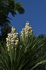 Yucca filamentosa blossom, Yucca blooms a beautiful white flower.