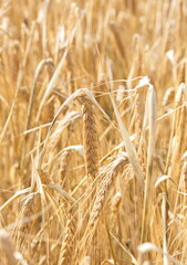 Field of wheat, Harwest of bread wheat , Triticum aestivum, Triticum monococcum, field, wheat, agriculture, grain, crop, farm, nature, harvest, cereal, plant, yellow, summer, food, golden, ripe, bread