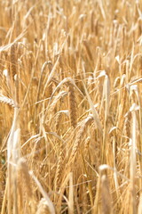 Field of wheat, Harwest of bread wheat , Triticum aestivum, Triticum monococcum, field, wheat, agriculture, grain, crop, farm, nature, harvest, cereal, plant, yellow, summer, food, golden, ripe, bread