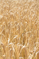 Field of wheat, Harwest of bread wheat , Triticum aestivum, Triticum monococcum, field, wheat, agriculture, grain, crop, farm, nature, harvest, cereal, plant, yellow, summer, food, golden, ripe, bread