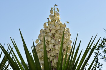 Yucca filamentosa blossom, Yucca blooms a beautiful white flower.