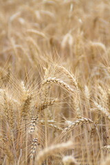 Field of wheat, Harwest of bread wheat , Triticum aestivum, Triticum monococcum, field, wheat, agriculture, grain, crop, farm, nature, harvest, cereal, plant, yellow, summer, food, golden, ripe, bread
