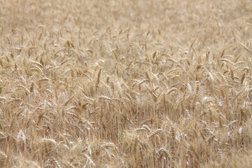 Field of wheat, Harwest of bread wheat , Triticum aestivum, Triticum monococcum, field, wheat, agriculture, grain, crop, farm, nature, harvest, cereal, plant, yellow, summer, food, golden, ripe, bread