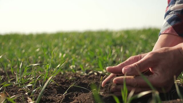 farmer man holds in lifestyle hand pile of dirt soil. eco farming ground agriculture concept. male worker studies winter green wheat crops works in field. agronomist prepare to harvest crop large