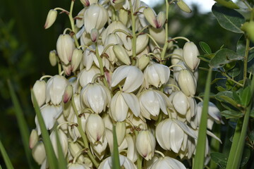 Yucca filamentosa blossom, Yucca blooms a beautiful white flower.