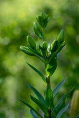 Lilium flowers in buds, asiatic hybrids ornamental cultivated, lilies buds, bouquet befoce flowering, dreamy background