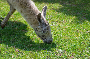 llama Lama glama portrait, beautiful hairy animal with amazing big eyes, light cream brown white color