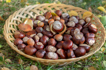 Group of fresh chestnuts on shallow wicker basket with dry colorful autumn leaves in green grass, nuts one by one on basket