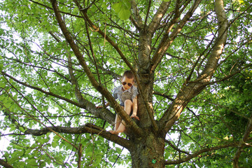boy in dark sunglasses climbs high tree, clings to thick branches, concept of summer relaxation, dangerous outdoor activities, childish mischief