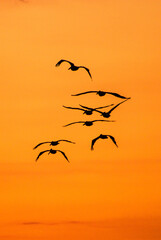 birds in sunset