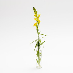 Yellow snapdragon flower isolated on white,
