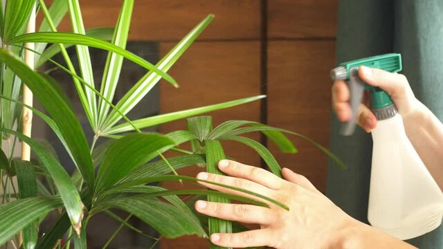spraying water on the green plant rhapis lady palm