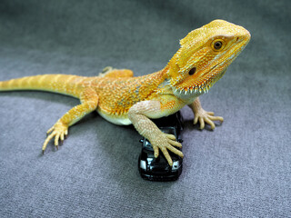 Fototapeta premium a real Agama lizard bright orange stepped on a miniature replica of the car, the concept of safety and insurance