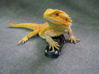 a real Agama lizard bright orange stepped on a miniature replica of the car, the concept of safety and insurance