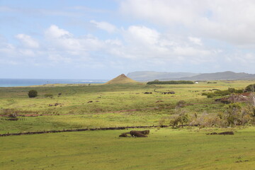 Prairie à l'île de Pâques