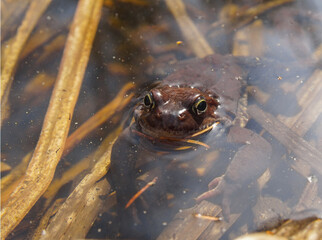 a large frog with huge eyes looks out of the water