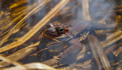 a large frog with huge eyes looks out of the water
