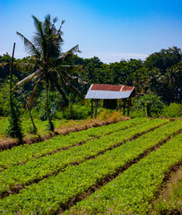 Fototapeta na wymiar Shack on an Indonesian Farm